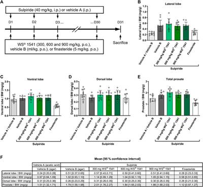 Effects of a proprietary mixture of extracts from Sabal serrulata fruits and Urtica dioica roots (WS® 1541) on prostate hyperplasia and inflammation in rats and human cells